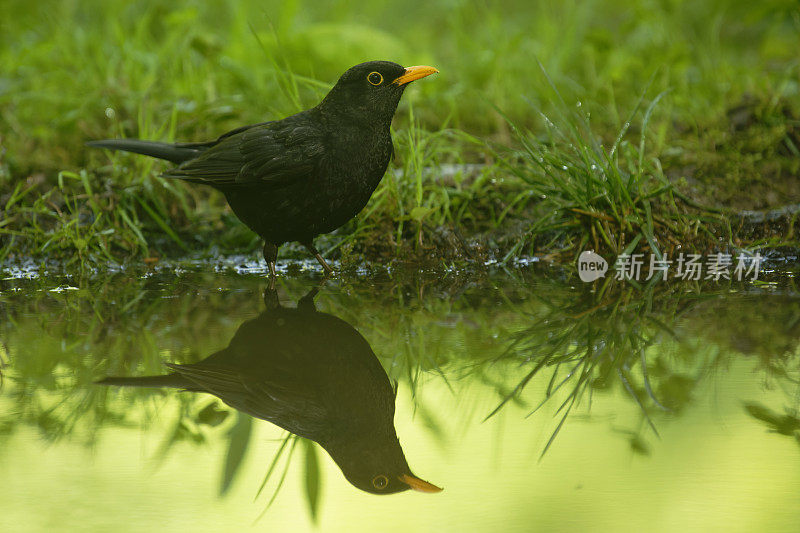 黑鸟(Turdus merula)